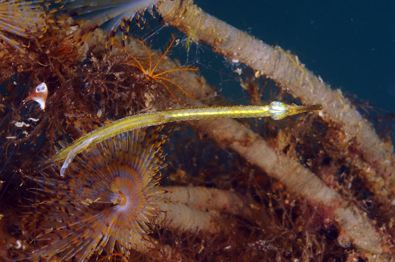 Pesce ago del Mar Piccolo